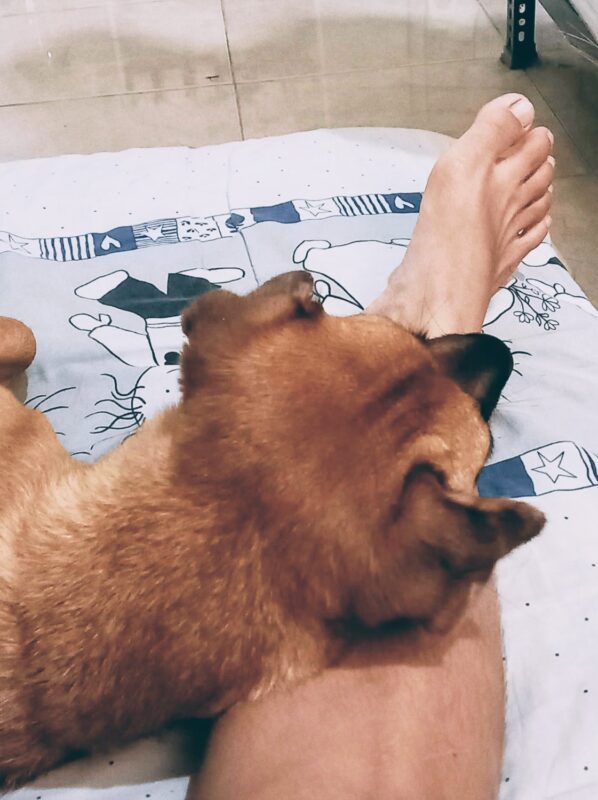 A dog picture