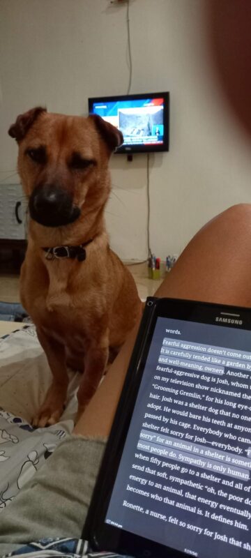 A dog and a glimpse of laptop