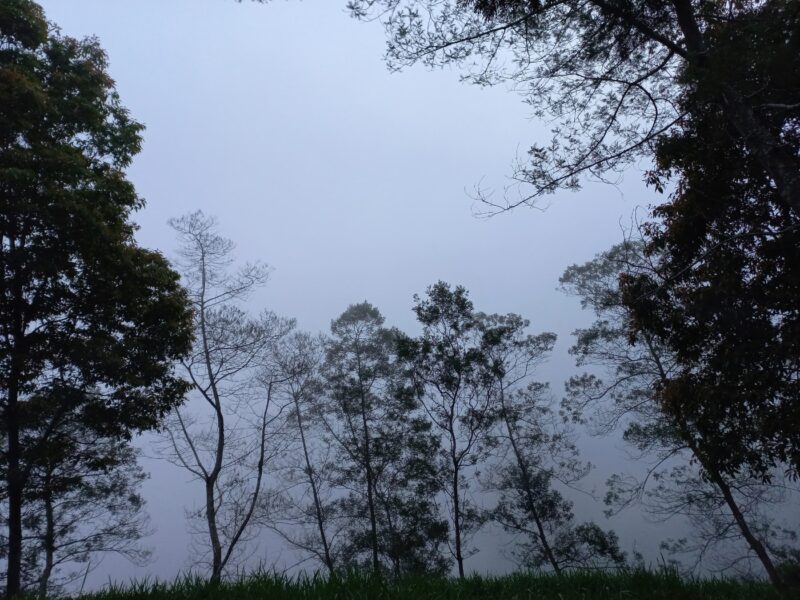 Forest with fog