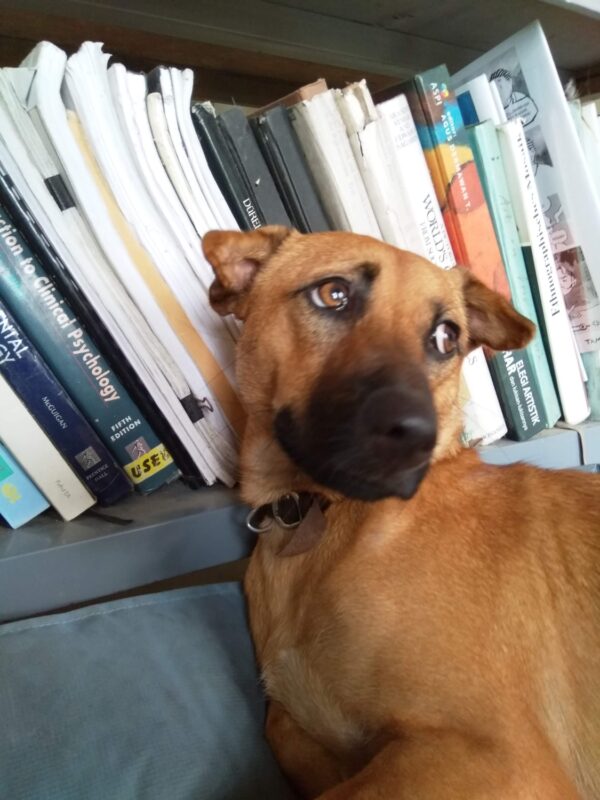 A dog with books as background