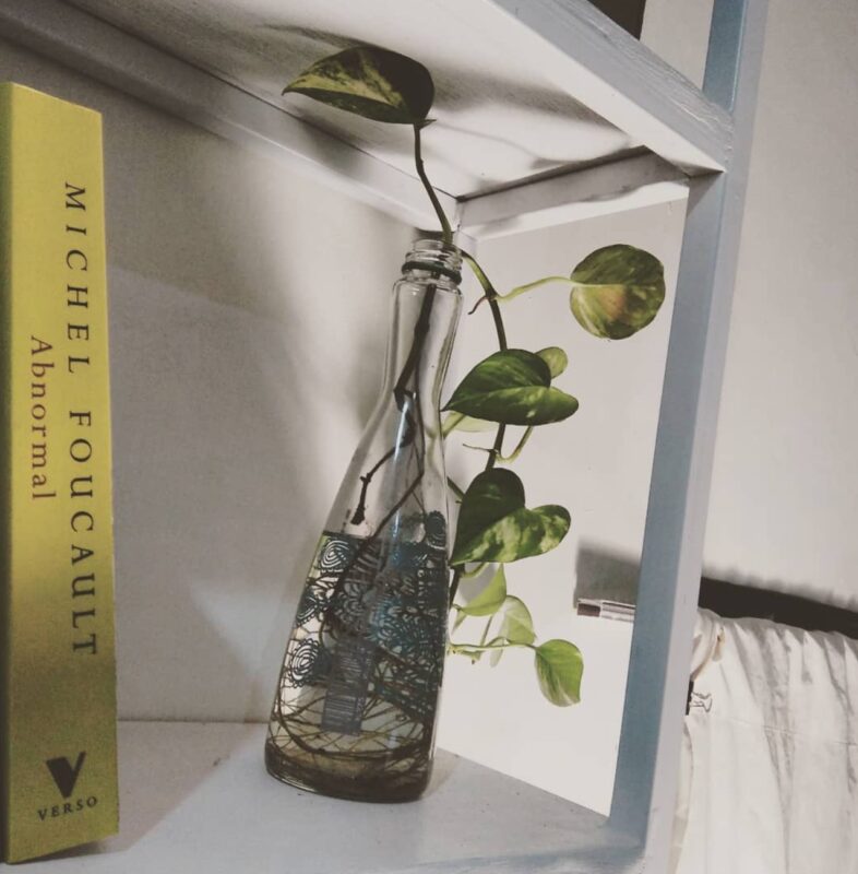 A plant inside a bottle